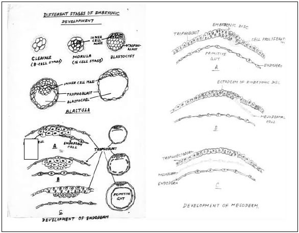 Mnemonics Tubules in male reproductive system Menstrual Cycle